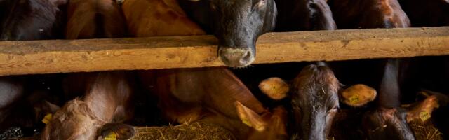 Toidutootjad: suurem hinnatõus on läbi, kui ei saabu uusi kriise