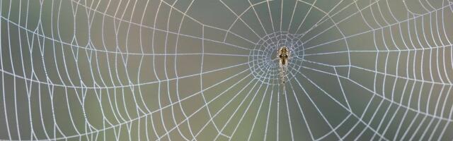 FOTO | Arahnofoobidele ei soovita! Euroopast leiti maailma suurim ämblikuvõrk, kus elab üle 100 000 ämbliku