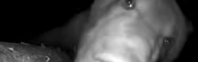 VIDEO | Vaade karu lõugade vahele! Uudishimulik mesikäpp püüdis puu otsas olevat rajakaamerat süüa