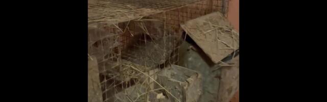 Reporter: Põllumajandus- ja Toiduamet võttis vahele järjekordse kutsikavabriku