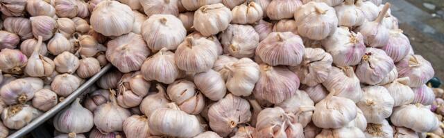 Küüslaugufestival peab 15. sünnipäeva 19. augustil Kuremaal