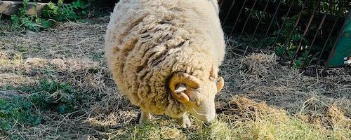 Päästjatele laekus kolm väljakutstet, neist ühel abistati oinast