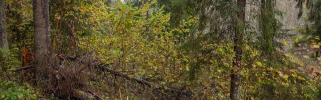 Õiguslik peegel metsandusele ja looduskaitsele aitab luua tasakaalu