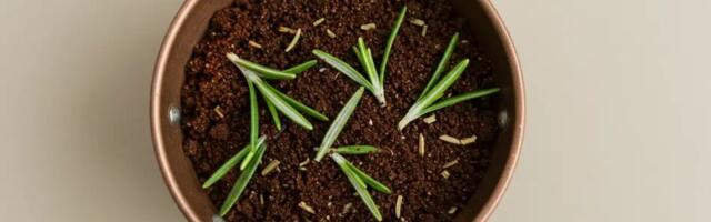 Rosmariin ja kohvipaks koos: kui proovid, ei saa enam loobuda – siin on põhjus