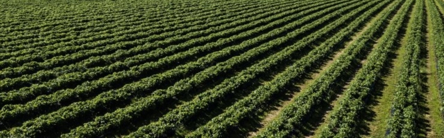 PÕHJALIK ÜLEVAADE | Kurjategijateks tembeldatud maasikakasvatajad. Kui kasumlik nende äri on? Töötajate arv teeb äkilisi hüppeid
