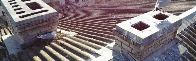 Majaomaniku ja linnu konflikti tasub varakult ennetada