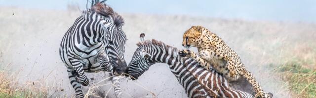 FOTOD | Selgunud on rahvusvahelise loodusfotograafia konkursi parimad pildid