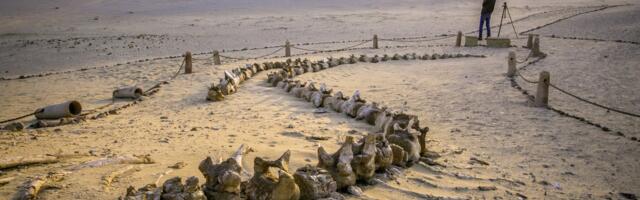 FOTOD | Keset kõrbe asub hiiglaslik vaalade kalmistu, mis aitas lahti muukida nende loomade päritolu saladuse