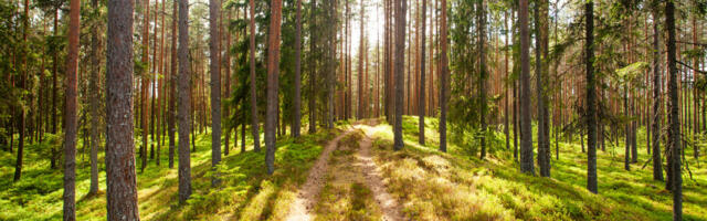Kohtuvõit Natura alade lageraiete osas muutis praktikat Eesti metsades, kuid mis saab edasi?