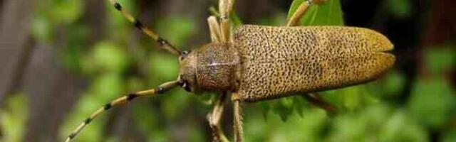 Aasta putukas ilmestab konflikti majandushuvide ja elurikkuse vahel