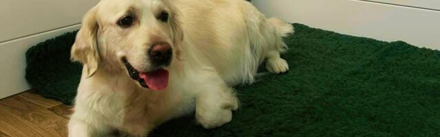 OTSEÜLEKANNE | Maalehe kutsikakaamera alustas tööd!