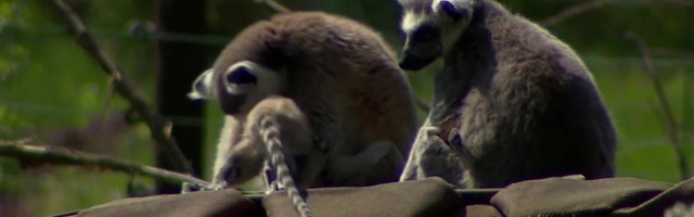 Reporter: Külastajate puudus on tekitanud loomaaedades beebibuumi