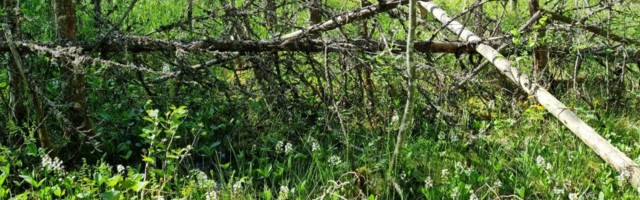 Keskkonnaamet kinnitab: me ei keela spordiüritusi kaitstavatel aladel