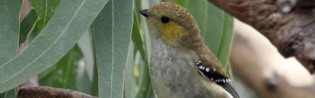 Kanasulg päästab teemantlinnu ohtliku parasiidi käest