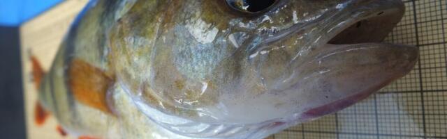 Teadlaste avastus: silmaparasiidid leiavad uue kodu peremehe ajus