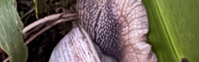 Vihmasel suvel staaritsevad teod ja nälkjad