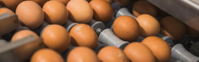 Mis saab kahe aasta pärast: kas munakarp hakkab maksma 10 eurot või saab sootuks defitsiidiks?