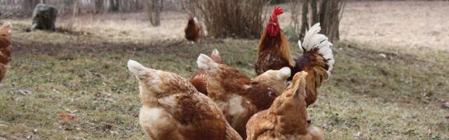 Järvamaal tuvastati talus lindude gripp