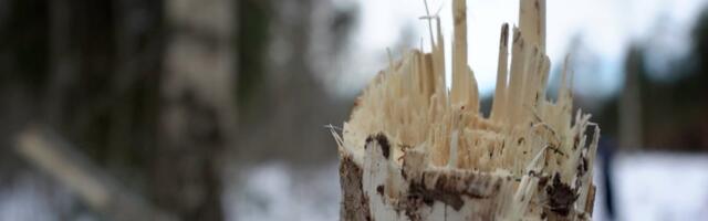 Margus Mikomägi: südamevalu on meil ühine