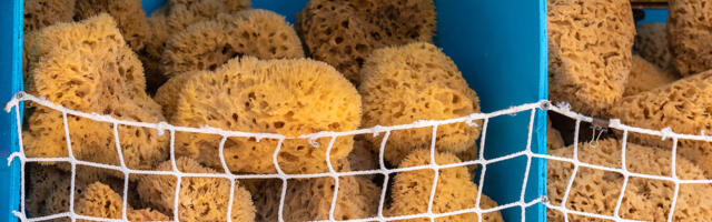 Ivan Makarov: eurokäsna lämmatavas üsas