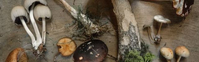UURING: 15% eestlastest ei kavatse seenele minna, sest neil on jalaseen juba olemas