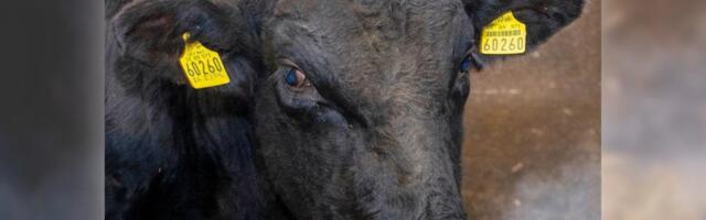 Eesti tõuveised vallutavad Aserbaidžaani: 4000 looma on müüdud, järgmine partii tellitud