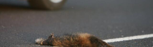 Maanteedel märgatakse rohkelt hukkunud väikeulukeid: „See tuleb inimestele alati üllatusena, nagu esimene lumigi“