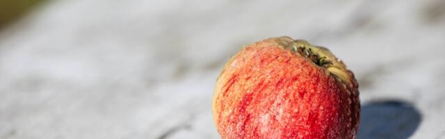 ÜLEVAADE | Puuvilja- ja marjasordid, mis on Eesti mahetootjate lemmikud: leia sobivad ka oma aeda!