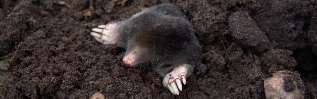 Karge talv tõi nähtavale tavapärasest rohkem mutimullahunnikuid