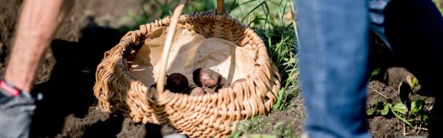 Margit Olle: vajame demofarmi, mis viiks Eesti põllumajanduse Euroopa tippu