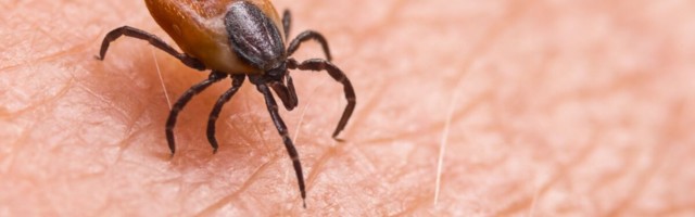 Borrelioos – salakaval haigus