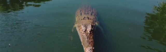 Reporter: Krokodill ründas pea kohal lennanud drooni