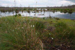 Looduse taastamise tähenduse määratlemine ja illusioonid