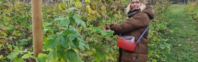 Vaarikatalu perenaise soovitus tulevastele noortalunikele: „Harige end võimalikult põhjalikult!“