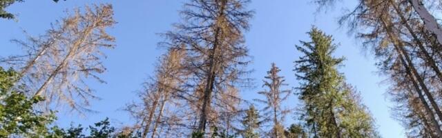 Möödunud aastal loendati kõige rohkem kuuse-kooreüraskeid Läänemaal