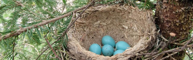 Alates 15. aprillist kontrollib Keskkonnaamet pesitsusrahust kinnipidamist metsatöödel