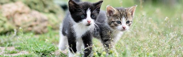 Müüt või tõde? Kummutame 5 kasside kohta käivat müüti