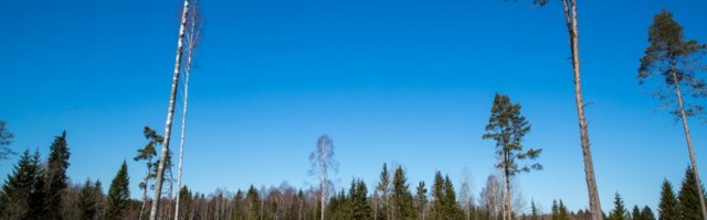 Kodanikuühendus: Epler saadab metsanduse arengukava juhtrühma laiali, et vabaneda tülikatest huvirühmadest