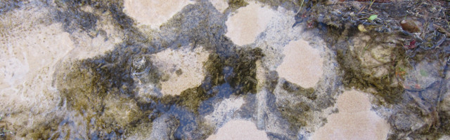 Killikeri allikal ja taimehetk lilleampliga