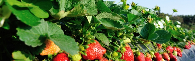 Martin Helme laseb maksuametil maasikakasvatajad ette võtta