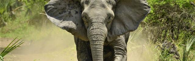 Eaka naise surnuks trampinud elevant tuli hiljem veel ka matustele märatsema