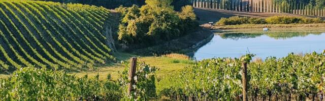 Eestisse tuuakse enim Hispaania veini ja Itaalia vahuveini