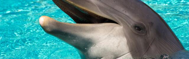 Teadlased leidsid delfiinidest fentanüüli jälgi. Ravimi pikaajaline mõju loomadele on veel teadmata