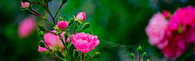 Aasta ilmasündmus on purunenud soojarekordid