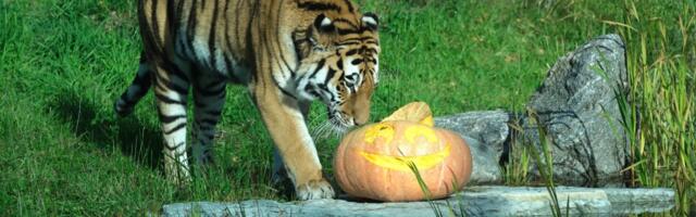 Suur kõrvitsapidu loomaaias 25. oktoobril