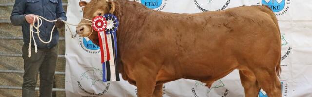 Parim lihaveis 2026 selgub aprillis