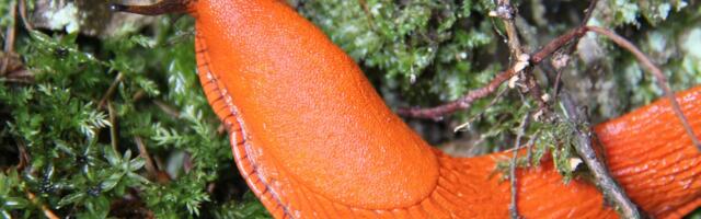 Biojäätmete konteinerisse tohib panna vaid eelnevalt surmatud võõrnälkjad