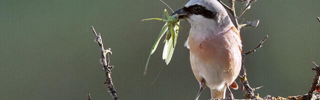 Punaselg-õgijal on täpne rännuplaan