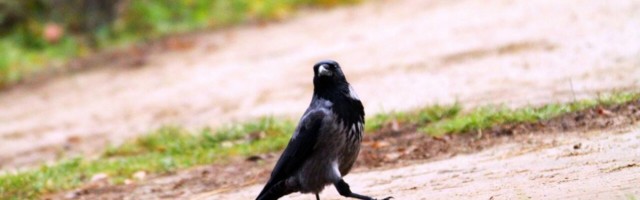 Piret Kivi: vestlus Tartu varesega ehk kakskeelsus on sama mis kahekeelsus UU