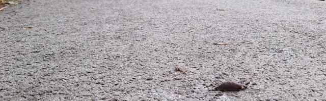 KOMMENTAARIDETA: hispaania teeteod Mõisapargis19. juulil 2024